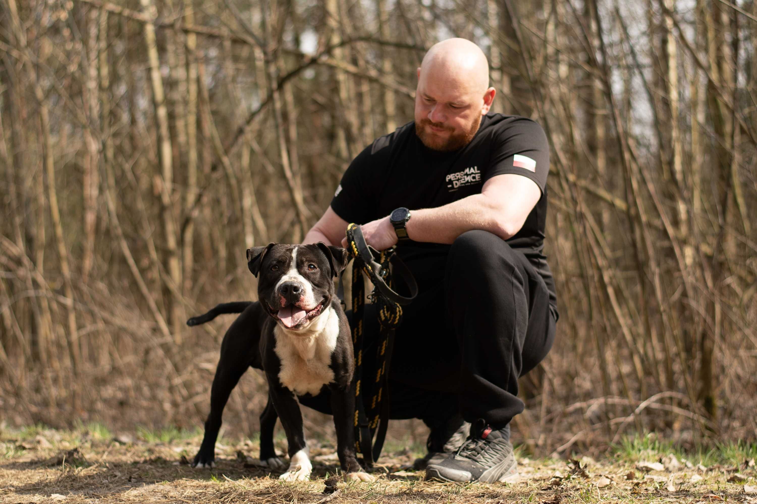 SHARP - mięśniak w typie pitbulteriera - tylko dla doświadczonych