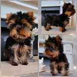 Piesek mały chłopczyk York Yorkshire Terrier ZKwP FCI