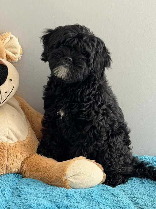 Shihpoo-Pudel Toy /badania gen -Suczka