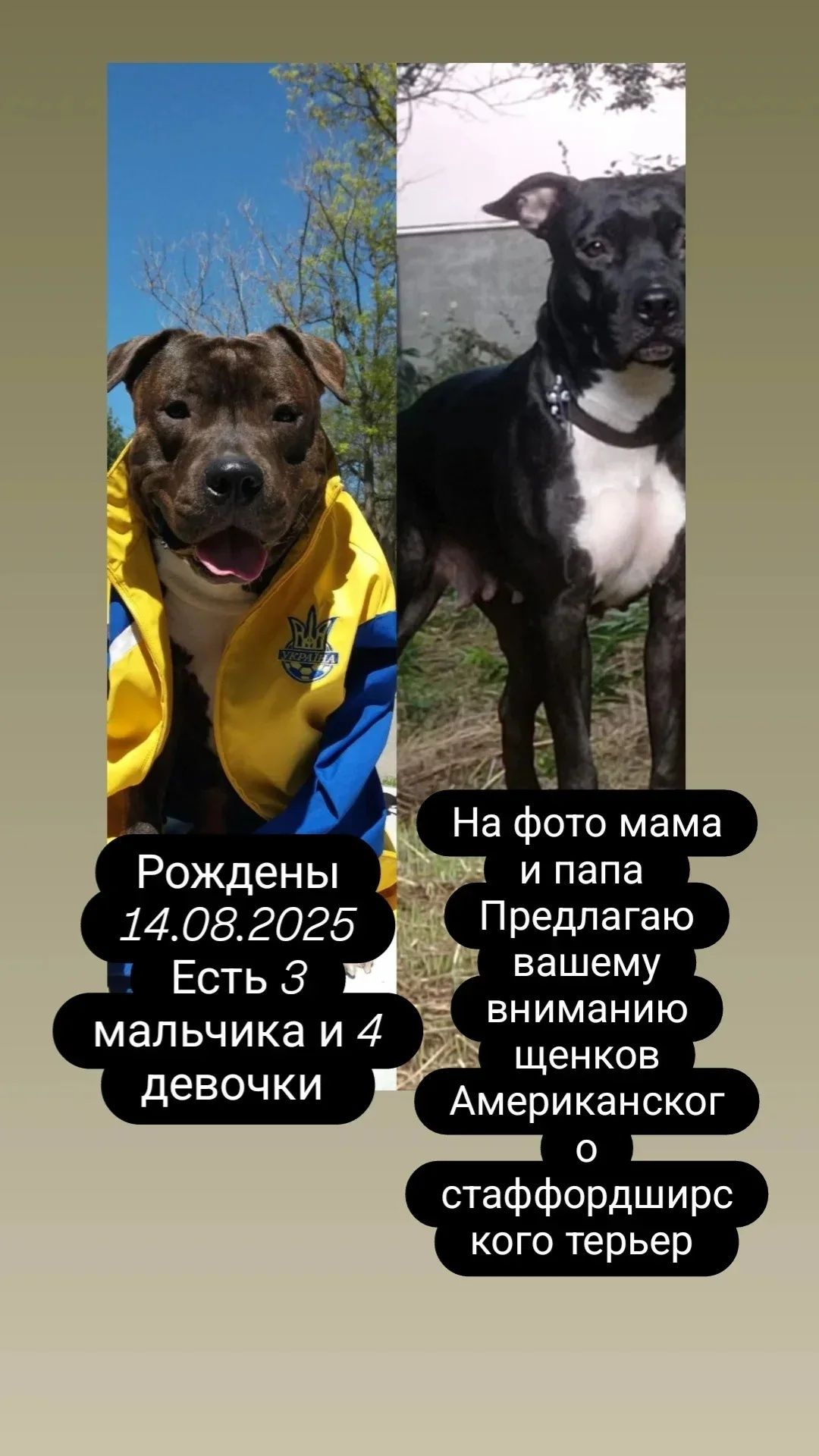 Щенки американского стаффордширского терьер