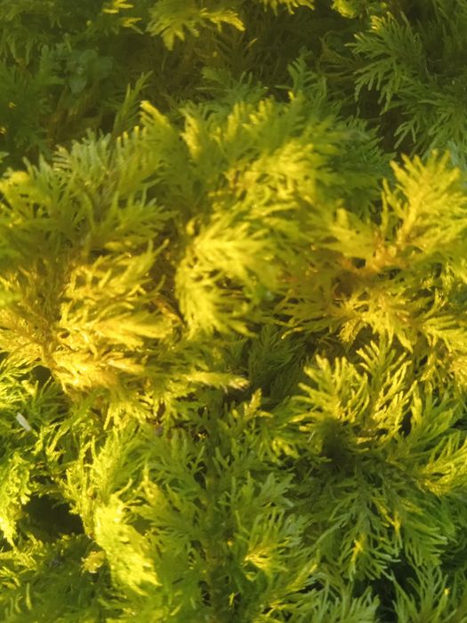 Справжній мох папороть!стабілізація,флораріум.