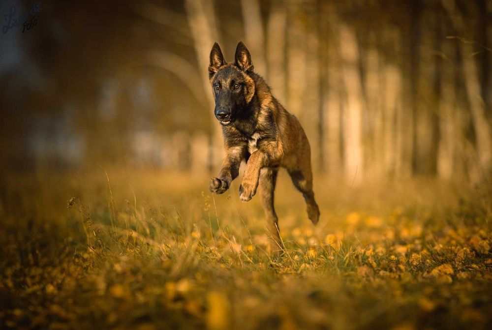 Owczarek Belgijski Malinois FCI Pies