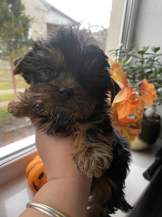 Міні йорчик бейбік  подарунок до Миколая Різдво під ялиночку новий рік