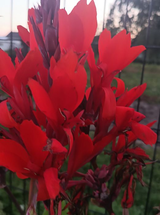 Kanna paciorecznik  czerwona