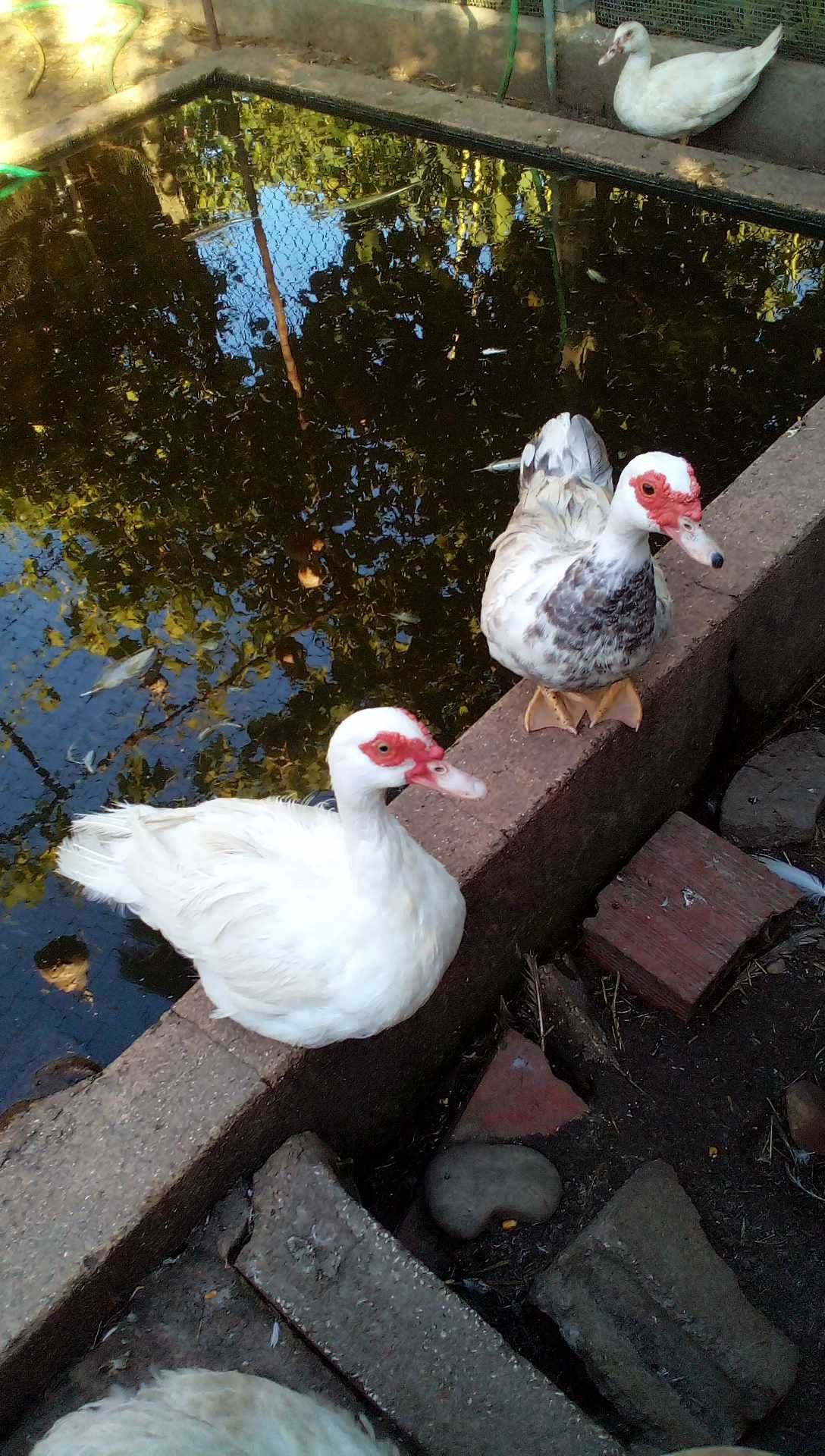 Patos Mudos de várias idades