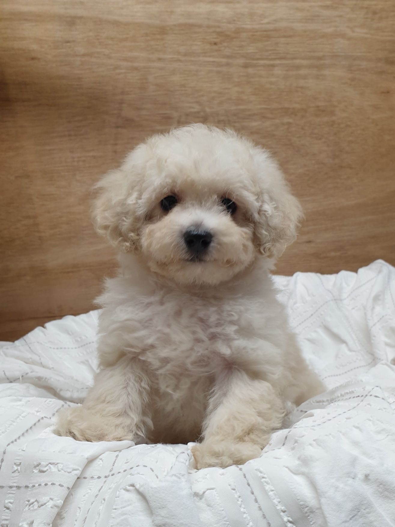 Poochon/ Bichpoo/ Bichon/ Pudel. Chłopczyk.