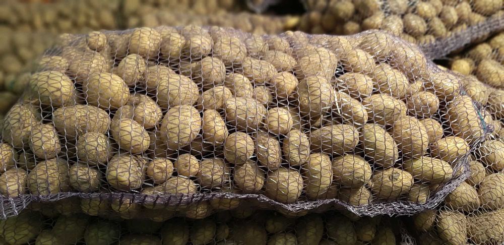 картопля кормова