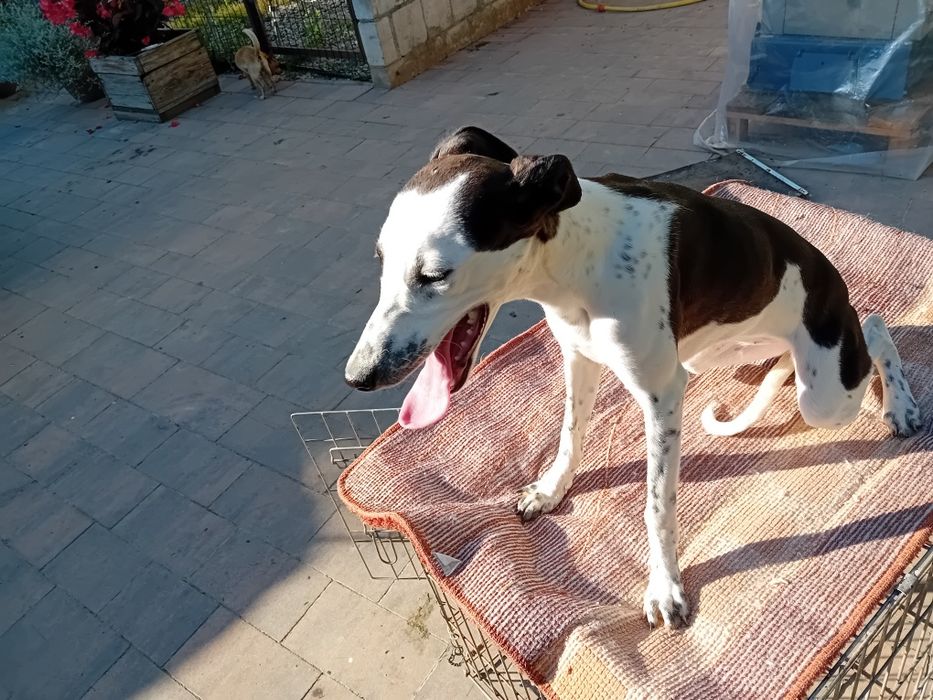 Sprzedam Uroczą Suczkę Charta Angielskiego ( Whippet)