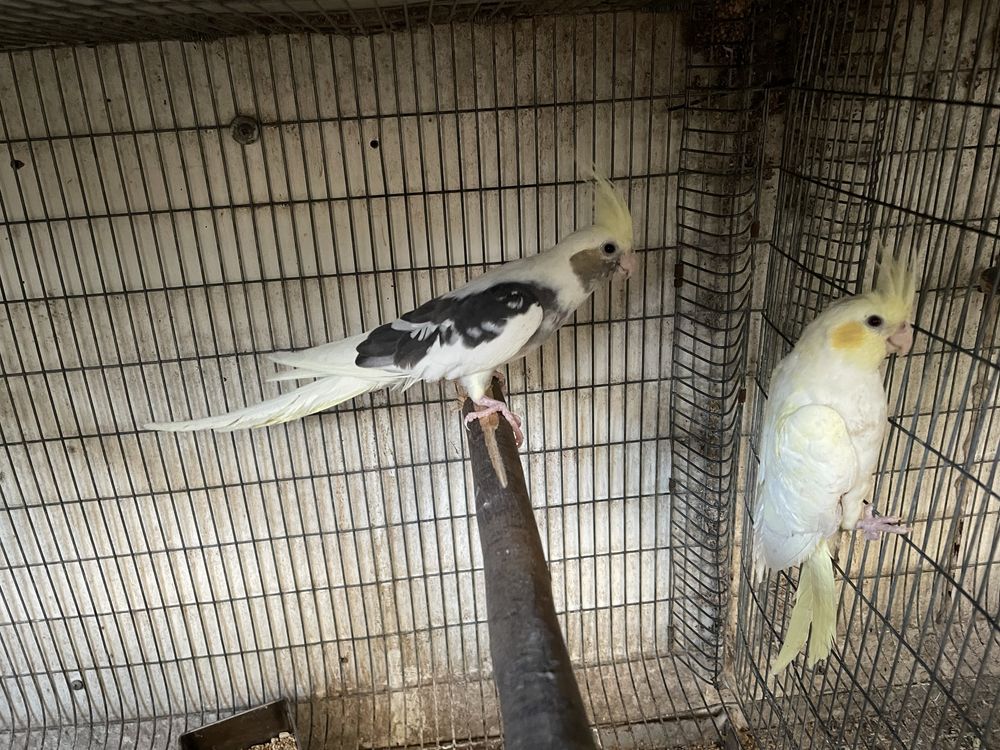 Casal de caturras disponiveis