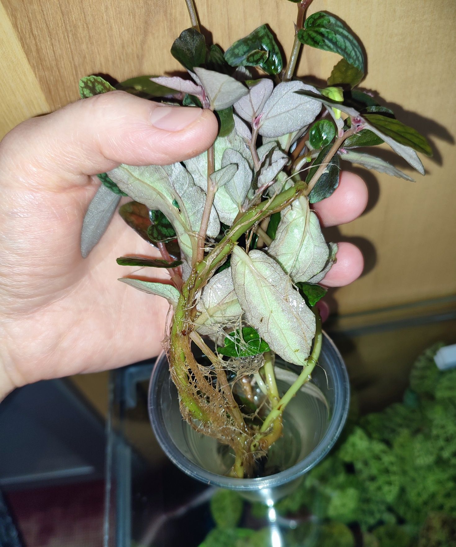 Pellionia repens i pulchra rośliny o barwnych lisciach do terrarium