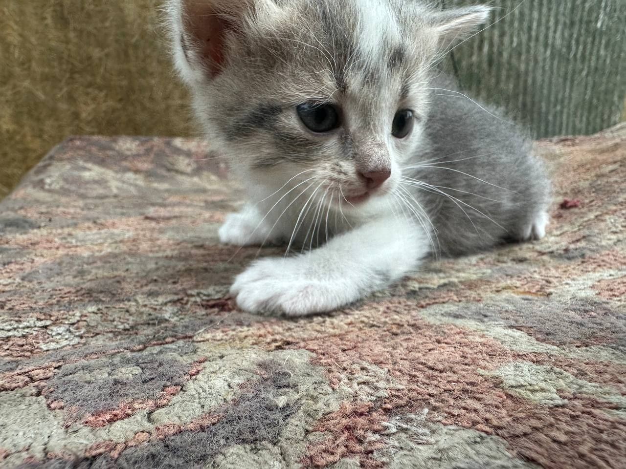 Віддам котиків, всі дуже хороші
