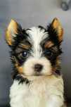 Yorkshire Terrier Biewer, York piesek mini