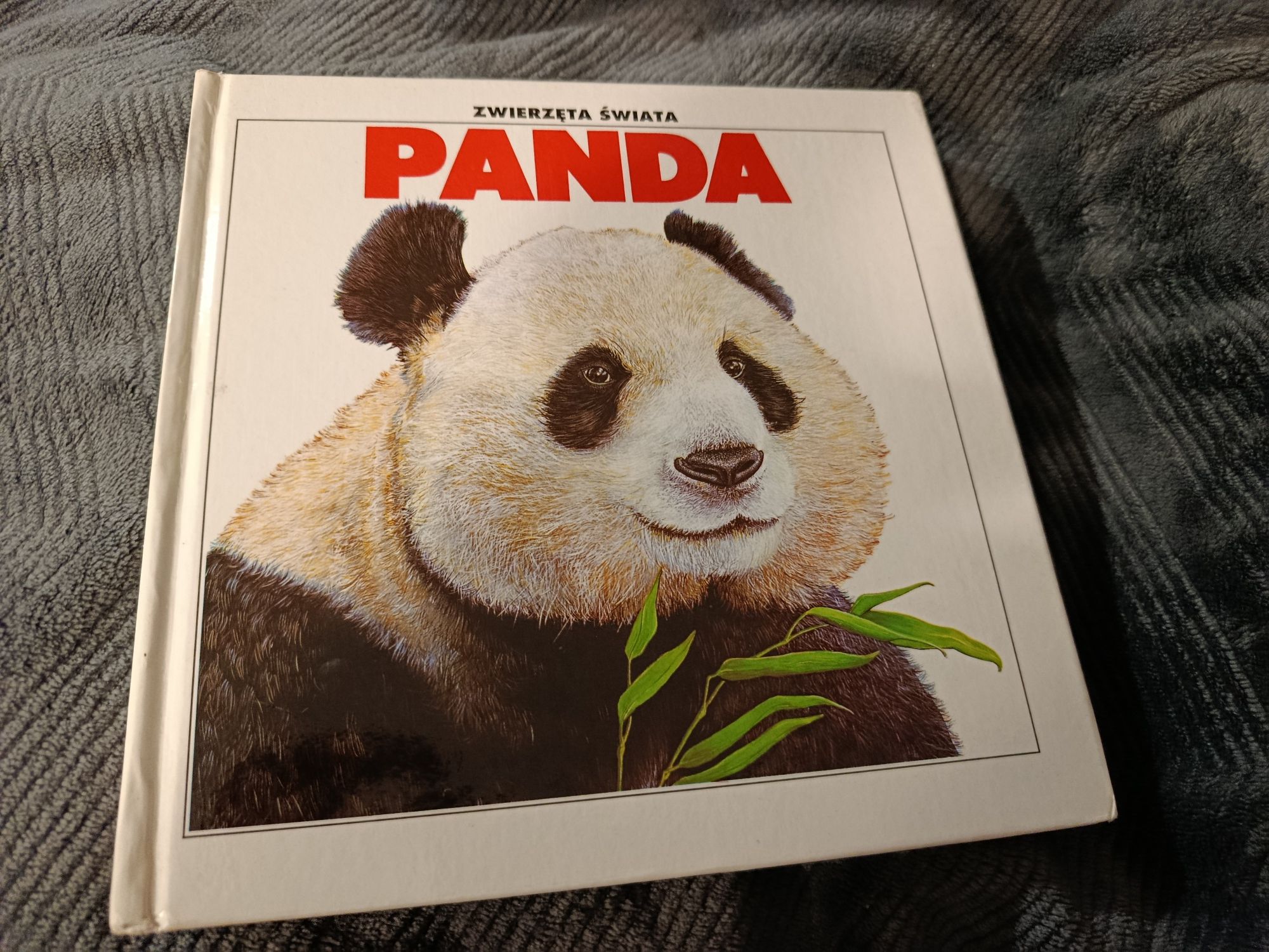 Panda zwierzęta świata