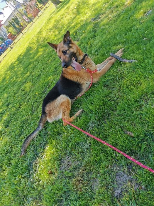 Cudowny Barney gotowy do adopcji!! Tylko brać i kochać!!