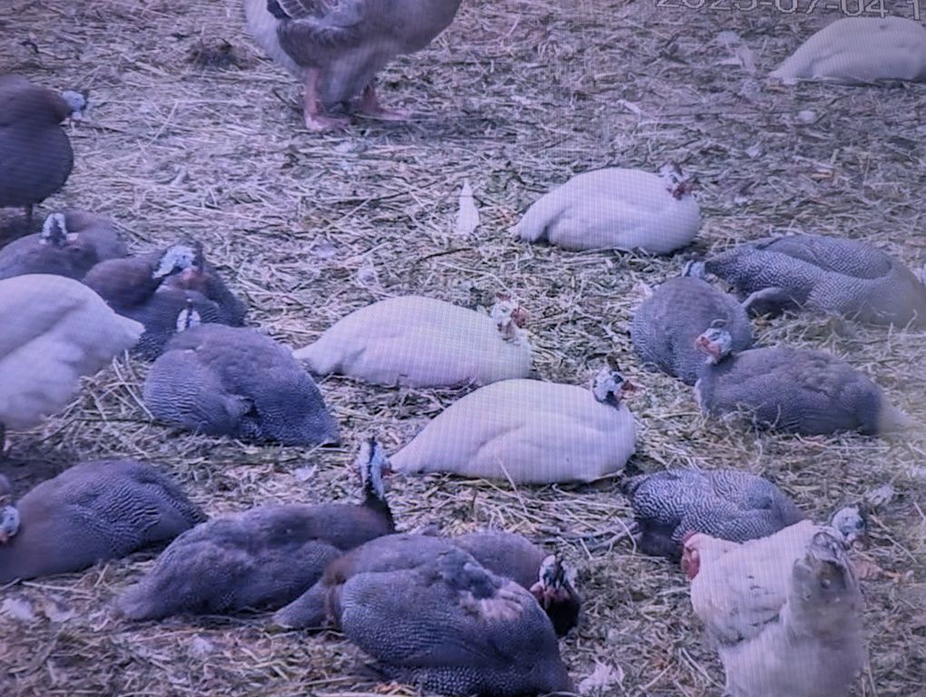 Młode Perliczki zwykłe i boljery