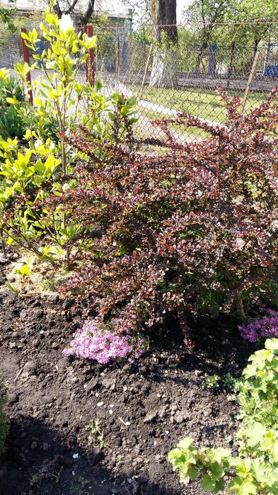 Смарагд Туя 0,5-2м,ялівець козац,коніка,самшит,хризантеми