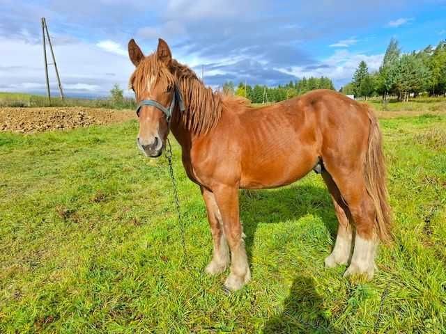 Sprzedam ogierka zimnokrwistego