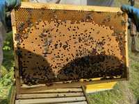 Бджолосімї, бджолопакети, пчелосемьи, пчелопакеты Карника