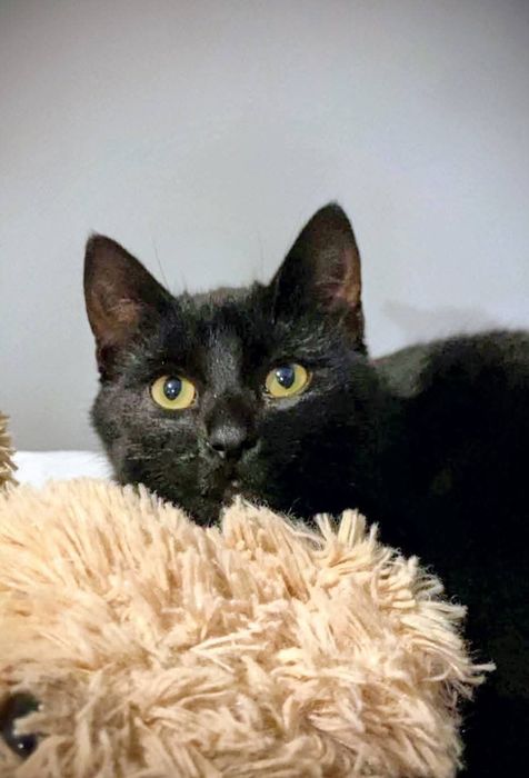 Kochany kocurek Felek pilnie czeka na dom