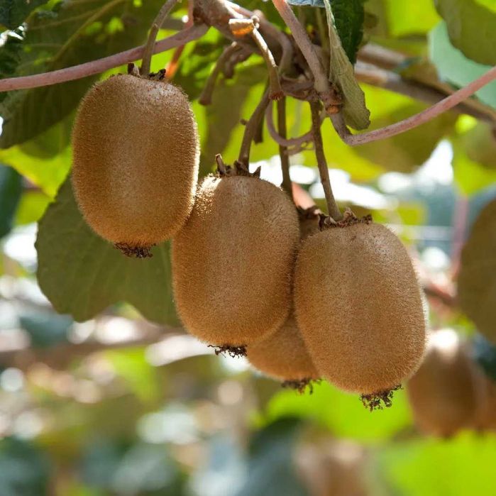 kiwi de origem biológica.