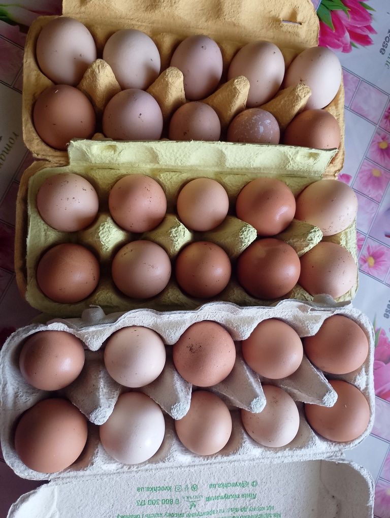 Продам яйця домашні