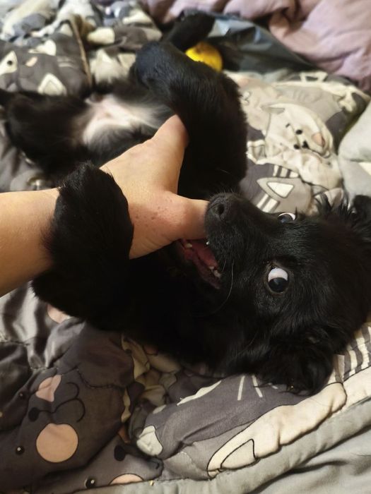 Кумедна дівчинка) Цуценя‼️