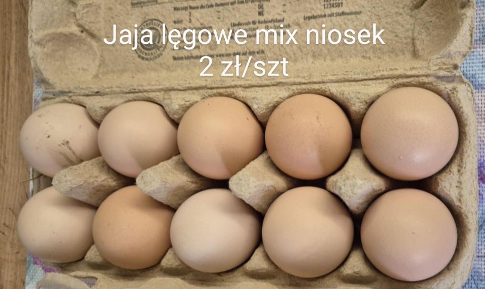 Jaja lęgowe mix niosek