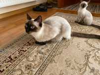 Сиамские котята!!!