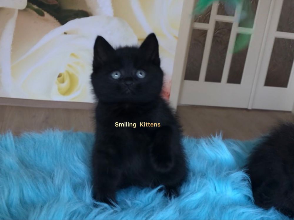Неймовірно красиві шотландські кошенята, чорного кольору