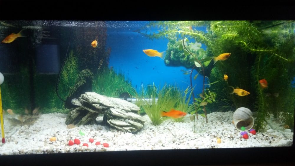 Akwarium 54 litry z pokrywa oswietlenie Rybki Chomik Żółw komplet