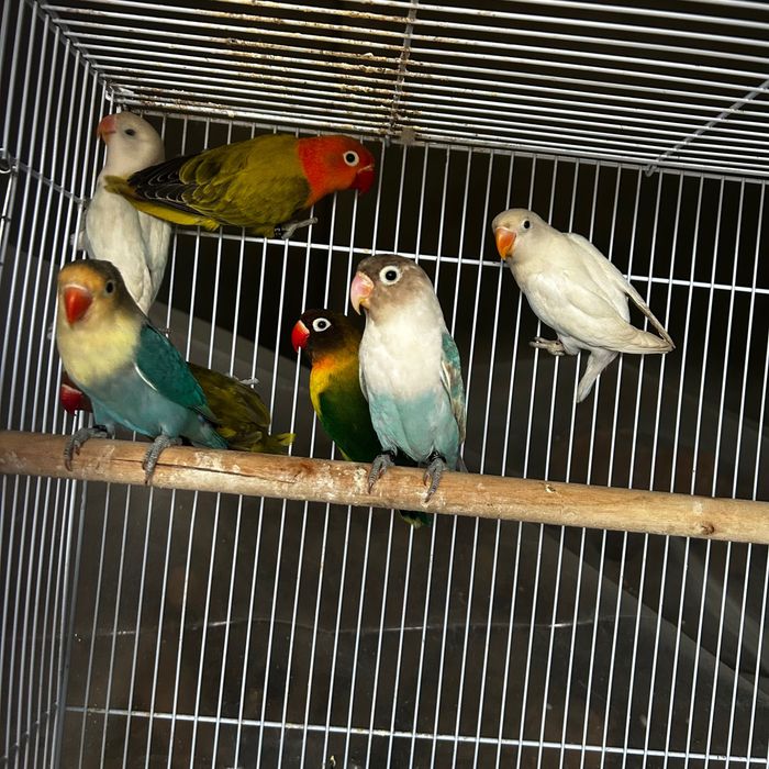 Agapornis Fischeris e personatus