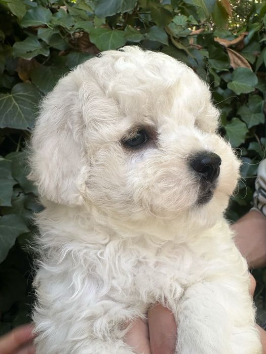 Хлопчик бішон фрізе шоу рівня