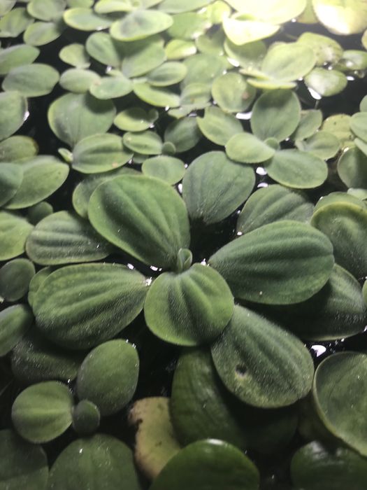 Акваріумні рослини пістія(водяний салат),лимнобіум