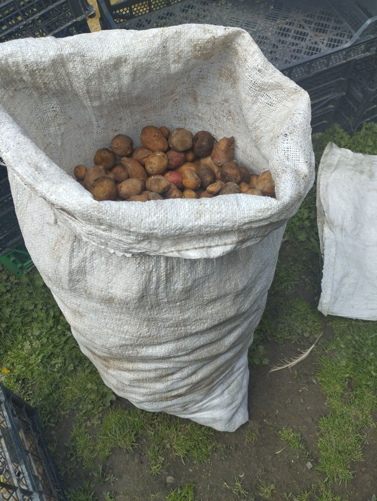 Продам дрібну картоплю
