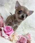 Chihuahua piesek