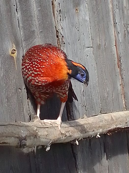 Sprzedam bażanty srebrne ine