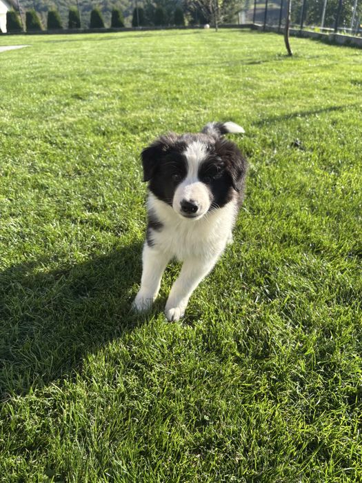 Border Collie szczeniak