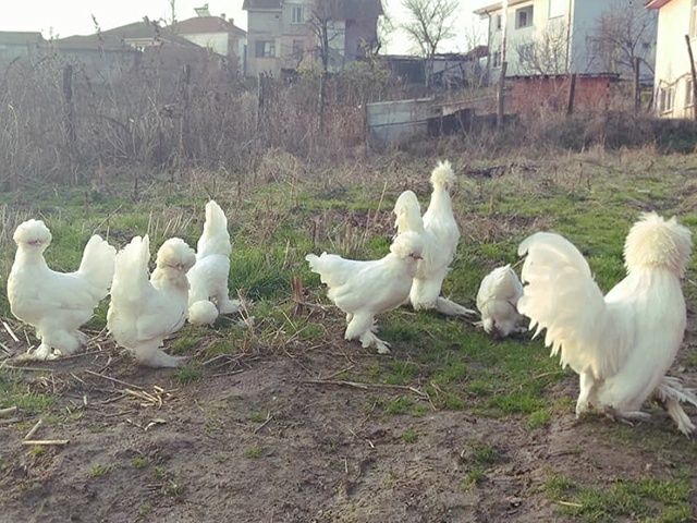 Інкубаційне яйце. Курчата. Султанка чорна, мармурова, біла.