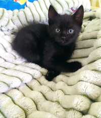 Кошеня чорненьке з ще темнішими смужками