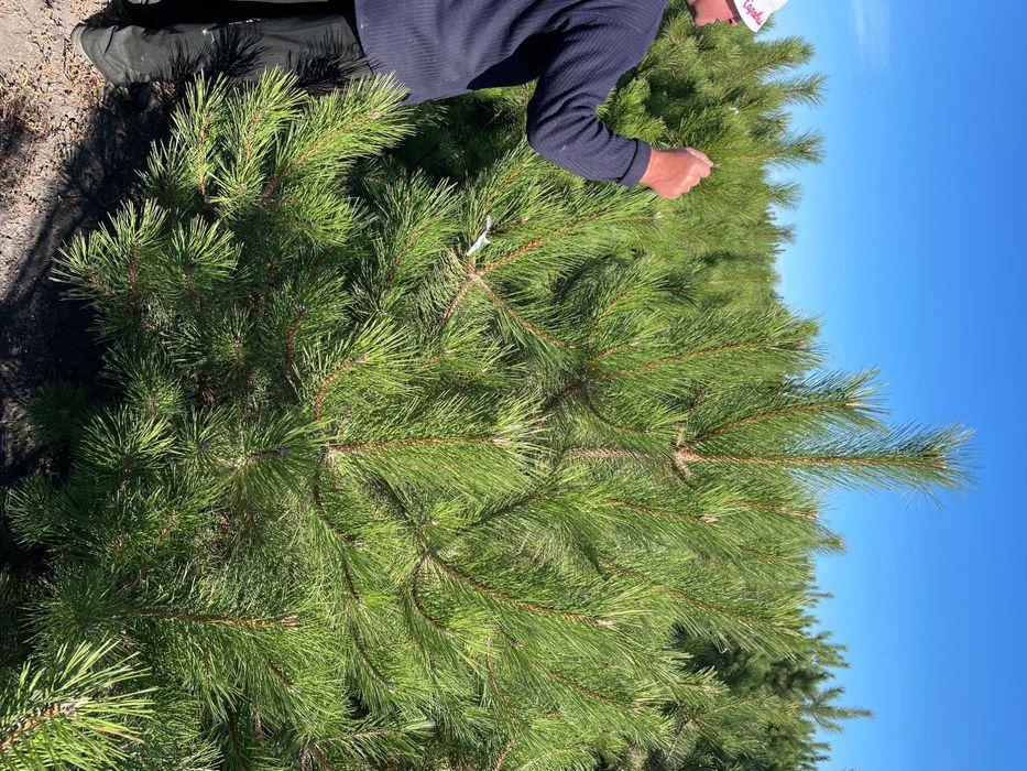 Сосна крымская с комом (1.5 - 2 метра)