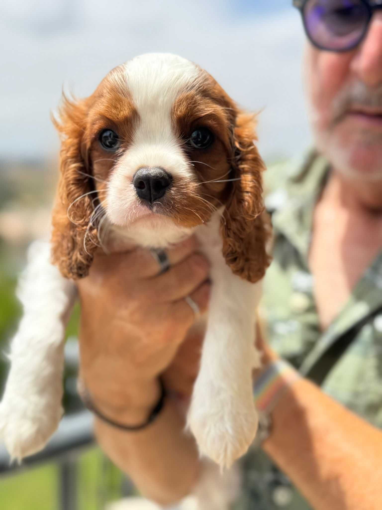 Cavalier King Charles com excelente pedigree