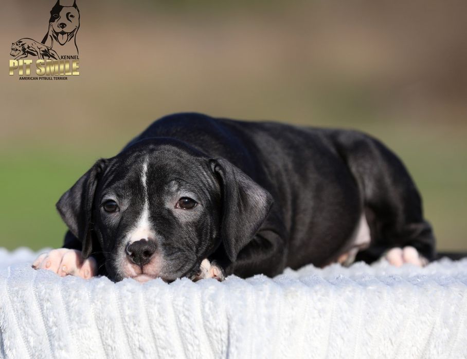 Американський пітбультер'єр.Пітбуль