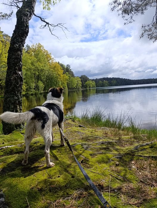 Szukamy nowego domu dla naszego psa