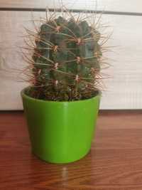 Kaktus kaktus roślinka fajna
