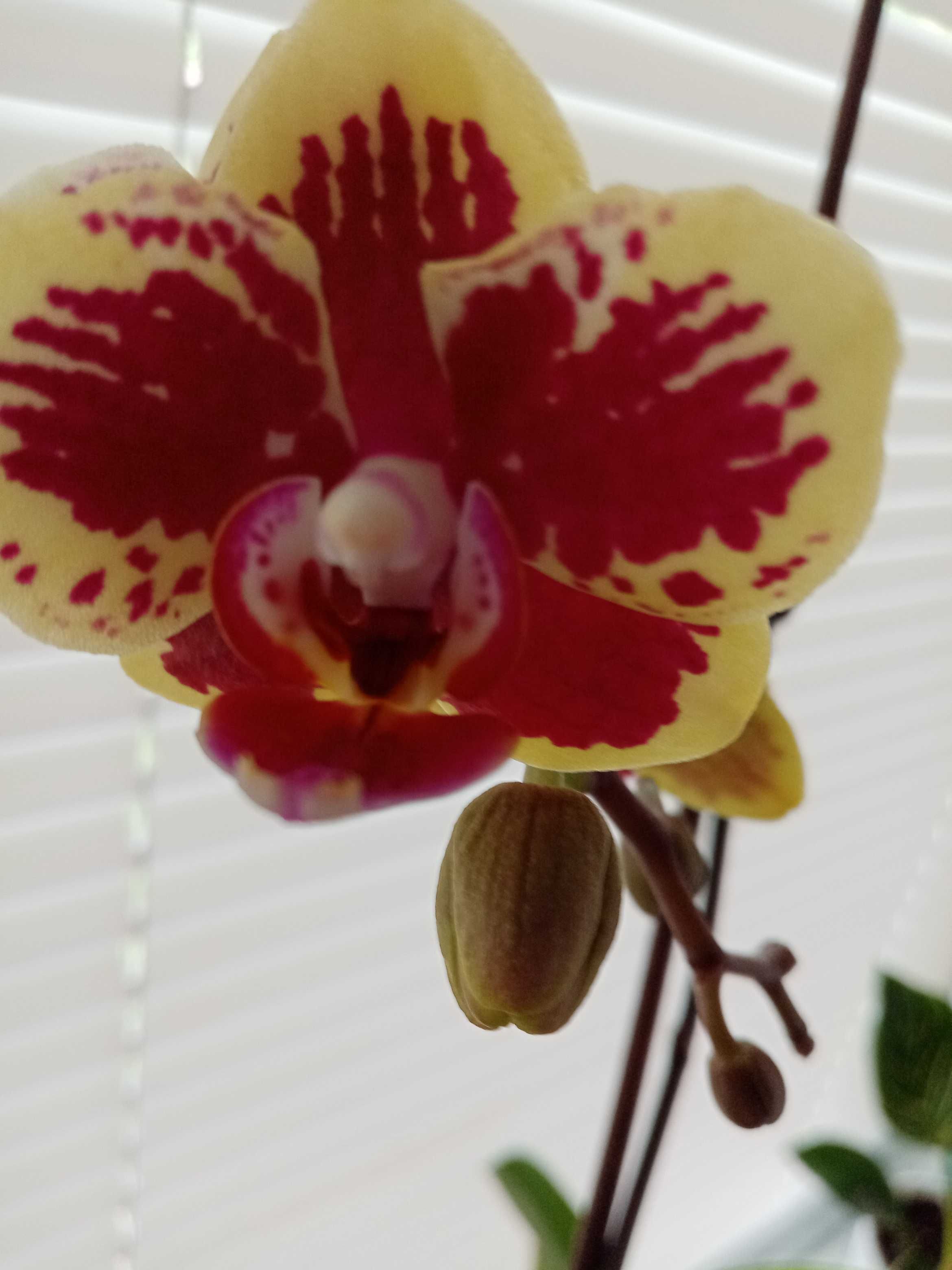 Орхідея домашня сортова