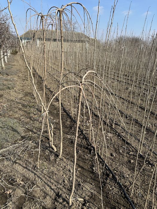 Саджанці плодових дерев