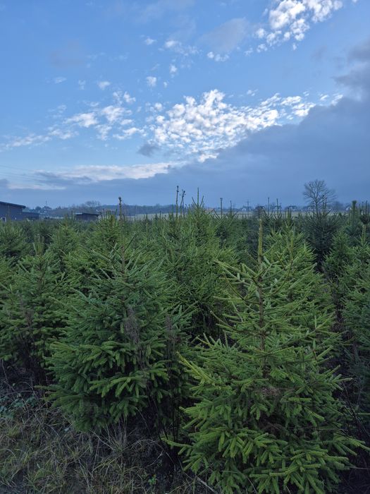 Choinki cięte / kopane , świerk pospolity i srebrny. Prosto z plantacj