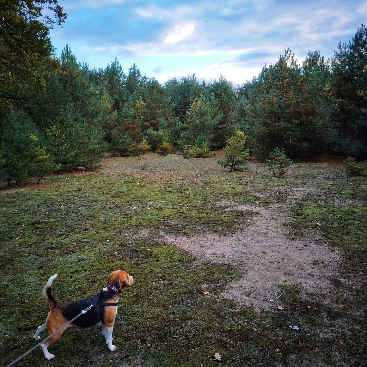 3 beagle szukają KOCHAJĄCEGO DOMU