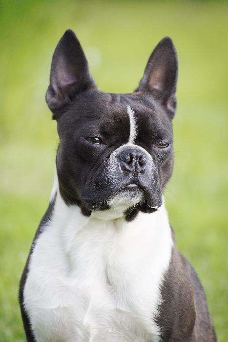 Boston Terrier reproduktor-oferta krycia