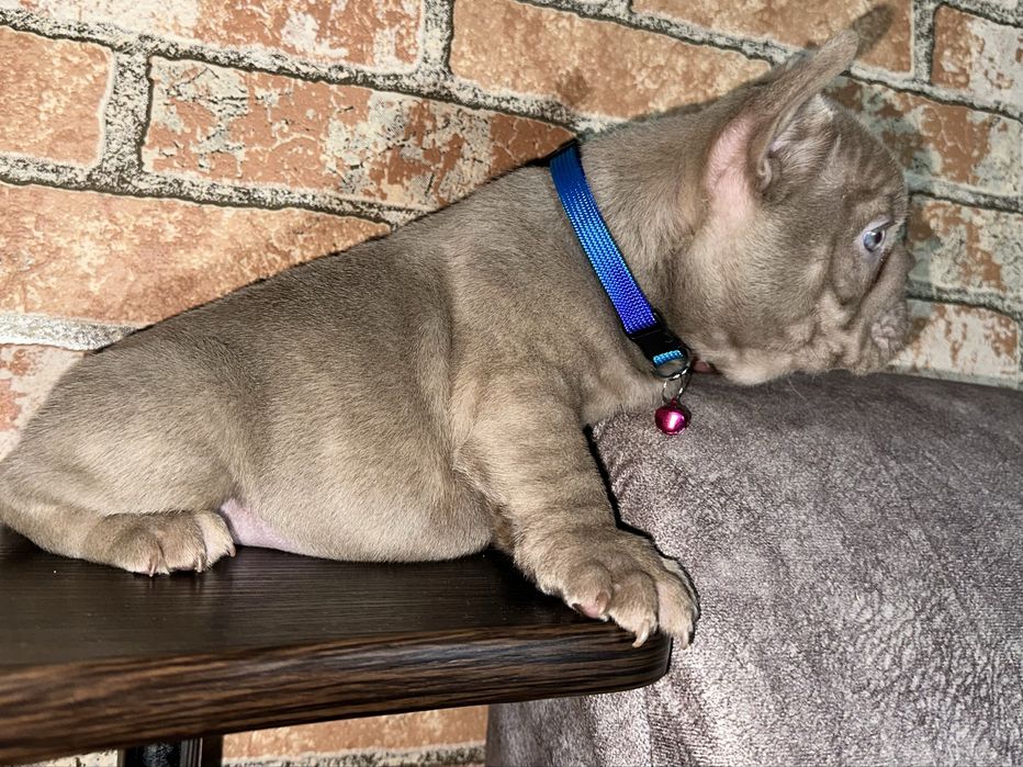 Шикарний хлопчік